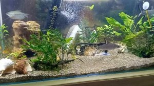 грунт Пропант не советую новичкам!