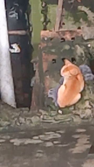 cat смотреть онлайн