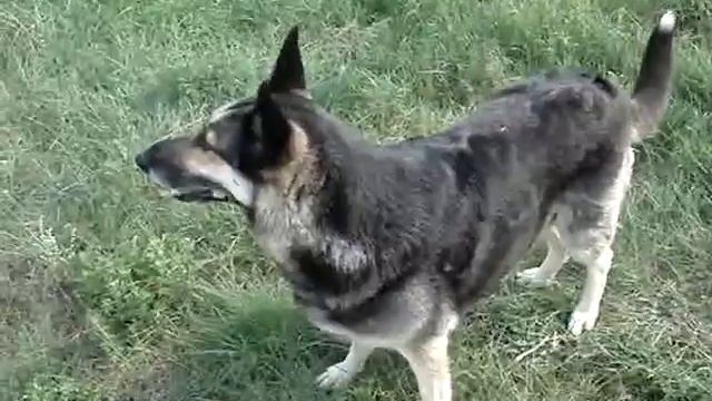 lucky dog смотреть онлайн