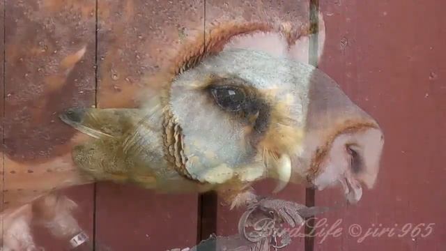 Sova pálená (Tyto alba) ,Schleiereule,Barn Owl смотреть онлайн