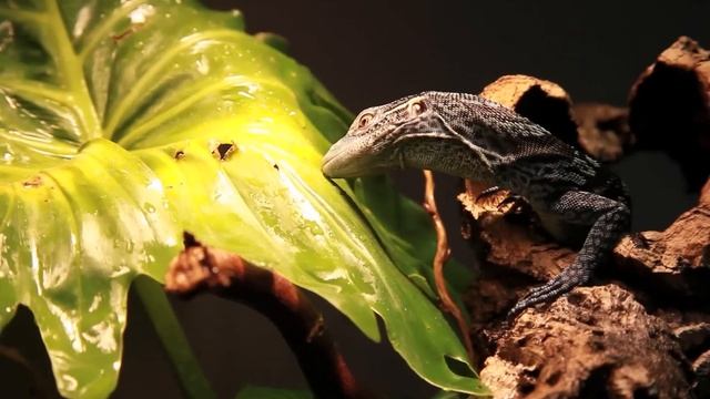 Varanus Macraei