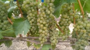 Особенности сорта винограда БИАНКА