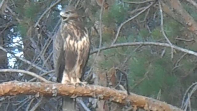 пухляшиккарасук, Неясыть, птица смотреть онлайн
