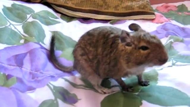 Кто со мной ждёт Весну? смотреть онлайн