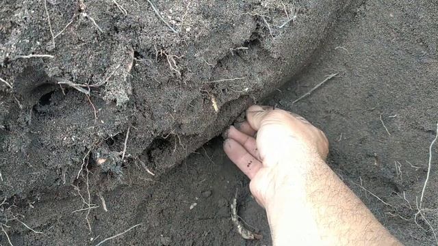 Teste Com Moedas E Aliança .detector XP Orx