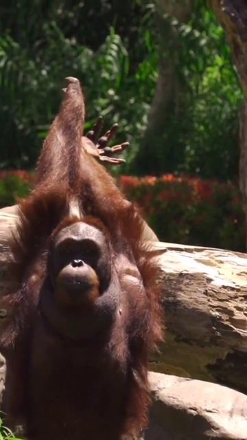 Как обезьяны потягиваются, едят и Кормят малышей? @1 Animals_SoUNd #youtube #shorts смотреть онлайн