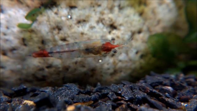 Krewetki Blue Rilli/Jelly Neocaridina Heteropoda [HD] смотреть онлайн