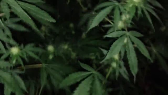 Flowering update 1600 watt hps смотреть онлайн