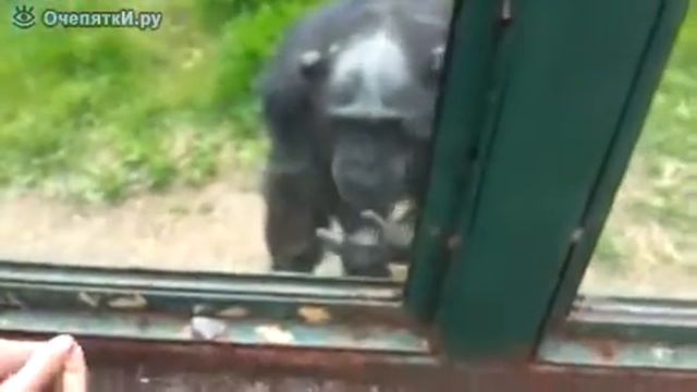 Разговор на пальцах