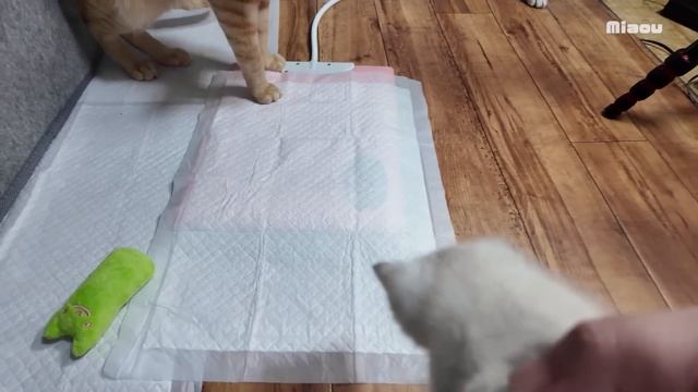 子猫との対面、だが子猫のお尻は触らせない!先住猫との攻防戦 смотреть онлайн