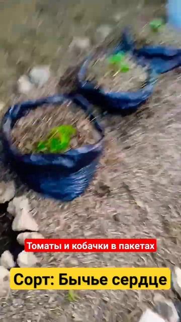 #томатысекретыжизнинадаче #органическоеземледелие #клумбасвоимируками #выращиваниетоматов смотреть онлайн