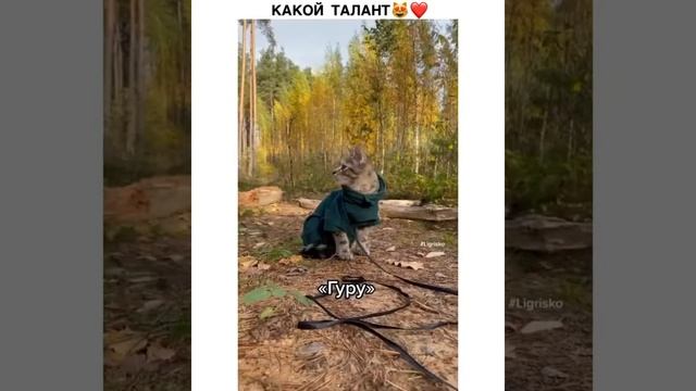 Смешные коты и кошки / Приколы с животними / коты смотреть онлайн