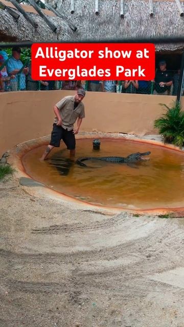 Alligator show at Everglades park Florida, USA #alligator #alligatorshow #evergladesnationalpark смотреть онлайн