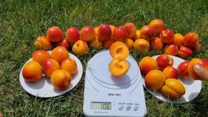 Сорт абрикосу для дому і не тільки. Абрикос Робада.