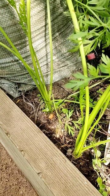 СВЁКЛА И МОРКОВЬ В ИЮНЕ смотреть онлайн