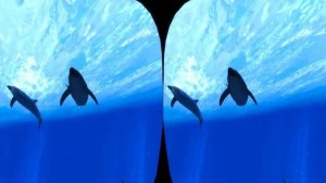 3D VR  4K подводный мир