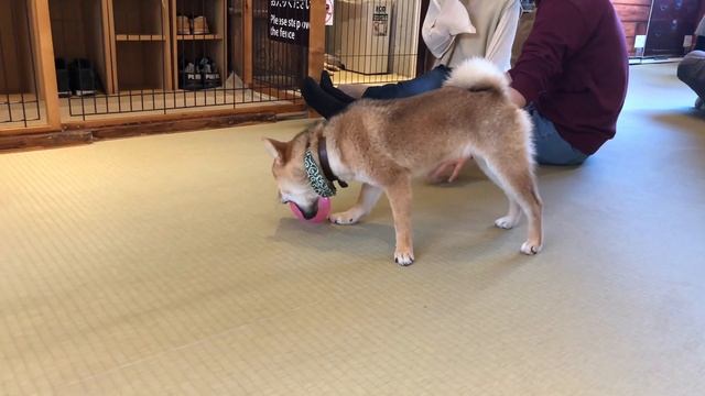 Shiba Cafe And Other Adventures In Harajuku, Tokyo - 原宿