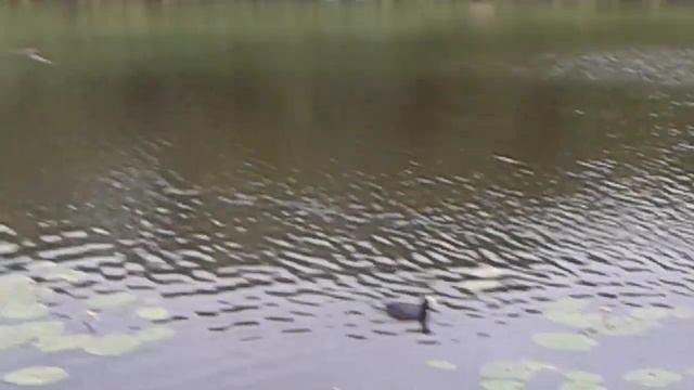 Нырок НА СУШЕ ИЩЕТ ЕДЫ даже забывая про безопасноть. Так и Литва эмигрирует.. смотреть онлайн