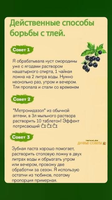 Действенный способ от борьбы с тлей #тлей #борьбастлей #огород #сад #огородник #shots смотреть онлайн