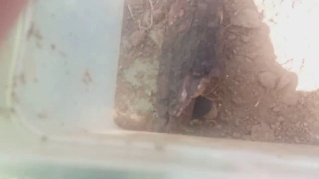 Голям черен бегач(Carabus gigas) смотреть онлайн