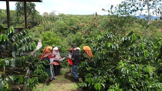 Breaking the gender stereo type in coffee farming businesses: Koperasi Kopi Wanita Gayo in Indonesi смотреть онлайн