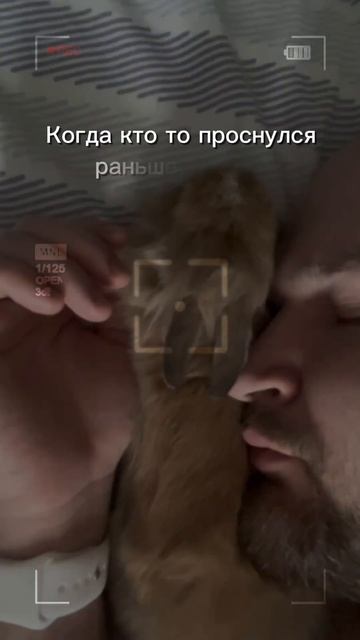 Когда кто-то проснулся раньше тебя #кролик #минор #доброеутро #питомец #зайчик #улыбка #юмор #смех смотреть онлайн