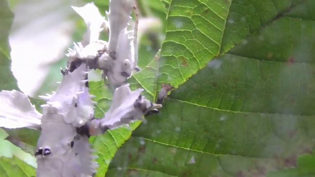 BIZARRE SCHÖNHEITEN / AUSTRALISCHE GESPENSTSCHRECKE / Extatosoma tiaratum /LICHEN Mimic Stick Insec смотреть онлайн