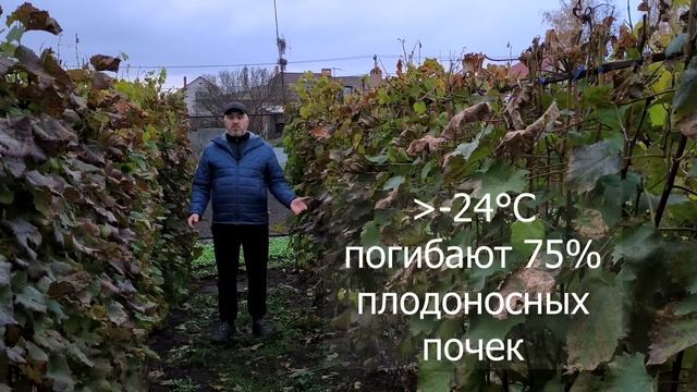 Почему Виноград зимой может погибнуть.