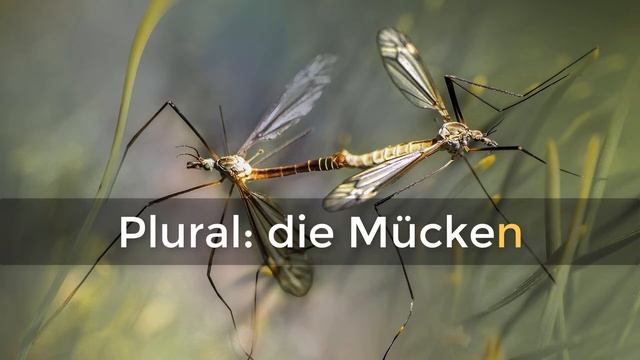 WÖRTERBUCH DEUTSCH: Mücke ⭐⭐⭐⭐⭐ смотреть онлайн