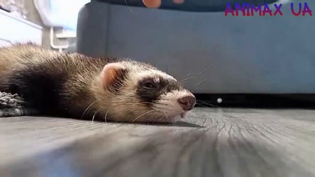 Фретка готується до сну смотреть онлайн