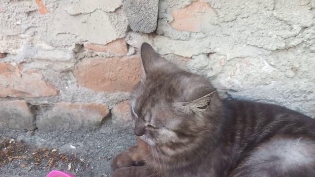 новый пранк над Мо смотреть онлайн