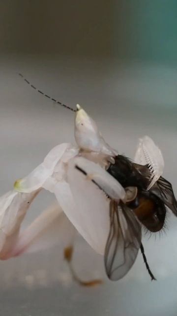 Timelapse of orchid mantis (Hymenopus coronatus) eating a fly #shorts смотреть онлайн
