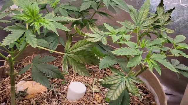 Gorilla Cookies, Master Kush & Orange Juice, Garden Update #4 смотреть онлайн