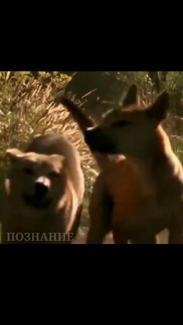 Динго - Главный Хищник Австралии! #shorts смотреть онлайн