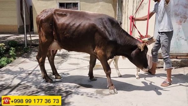 Sirlar Fosh Boldi  Sigirni Mana Qanday Boqish Kerak 🤔🔥