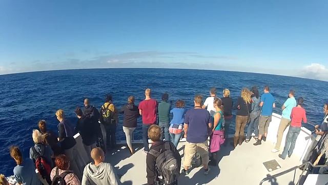 2012-10-09 Futurismo Azores Whale Watching - Catamaran with common dolphins (2) смотреть онлайн