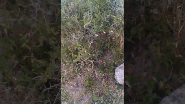 Atacando panal de lichiguana con humo y ronaldo смотреть онлайн