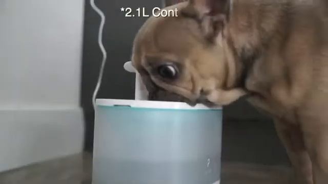 Petlibro water fountain смотреть онлайн