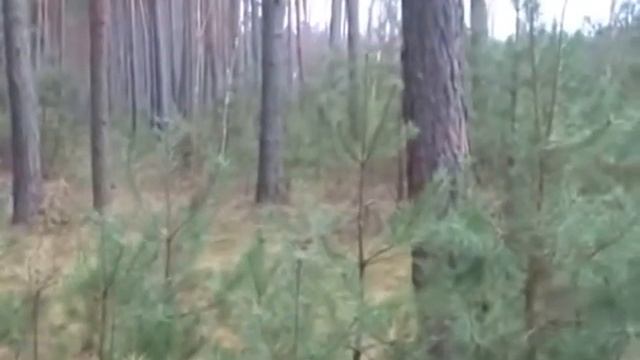 Охота на кабана Hunting for wild boar смотреть онлайн