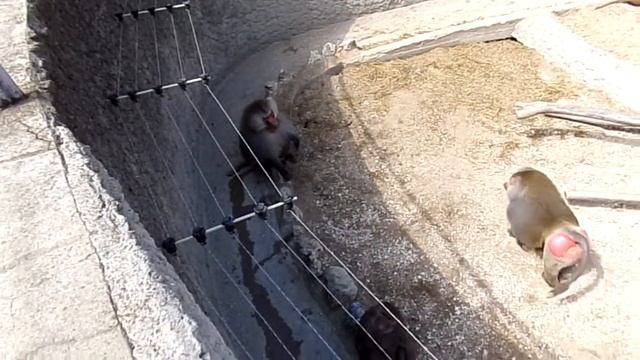 Barbary Sheep and Hamadryas Baboons (Budapest Zoo) смотреть онлайн