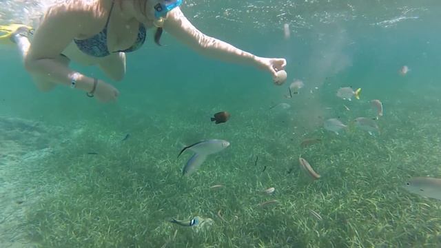 Santiago De Cuba - Visite Du Récif De Corail