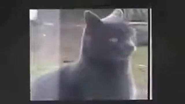 Говорящие коты,Прикол с кошкой,Кошка ржач,Ржач смотреть онлайн