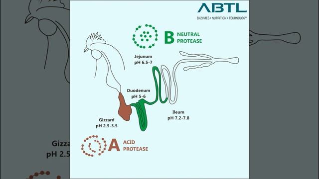 ABTL multi-potent & broad spectrum protease enzyme BG-PRO™. смотреть онлайн
