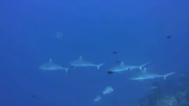 Grey reef shark Rameez Place 25-07-13 смотреть онлайн