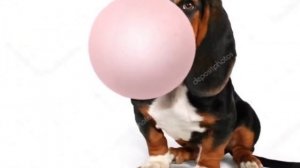 СОБАЧКА ЖВАЧКА