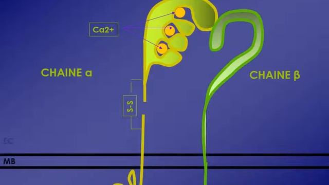 IMMUNOLOGIE CHIMIOKINES ET MOLECULES D’ADHESION смотреть онлайн