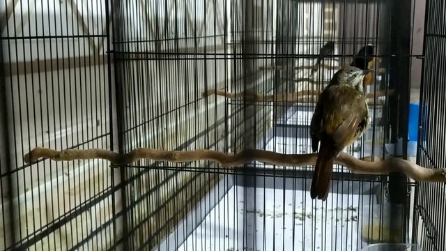 Пятнистая цихладуса / Cichladusa guttata смотреть онлайн