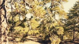 Иером. Агафангел. Покушение на жизнь старца Тихона (Голенкова)