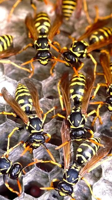 Erste Hilfe bei Insektenstichen - Naturheilmittel und schnelle Maßnahmen смотреть онлайн