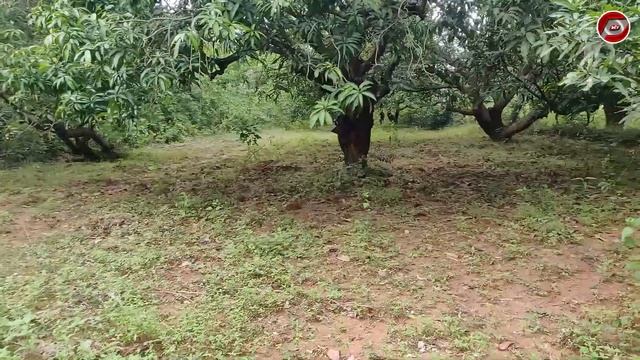 20 ACRES COMPACT PROPERTY FOR SALE | PER ACRE ₹ 5,00,000 | RED SOIL LAND | PROPERTY FOR SALE смотреть онлайн